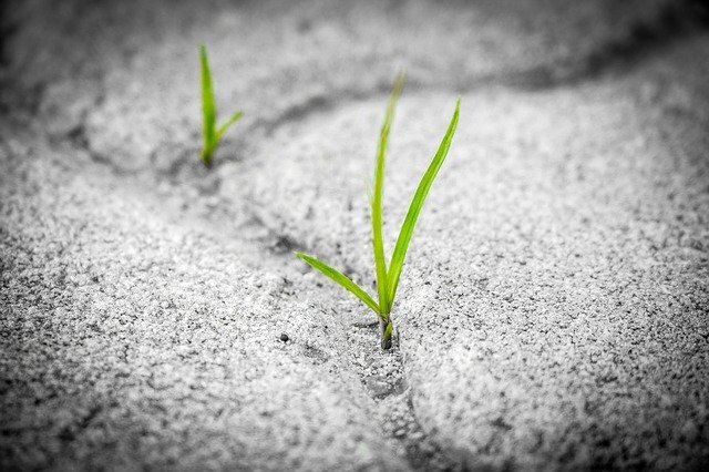 Источник: https://pixabay.com/