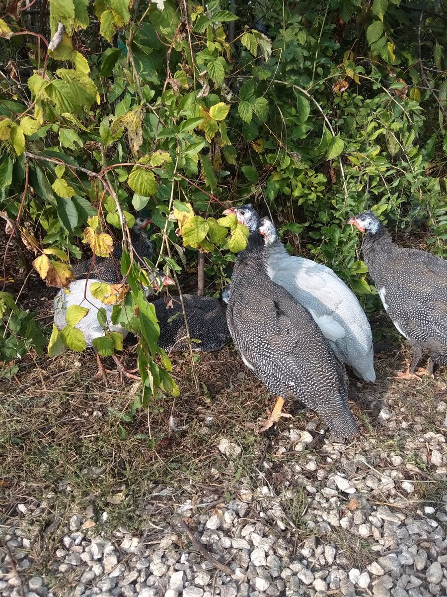 Цесарки на свободном выгуле