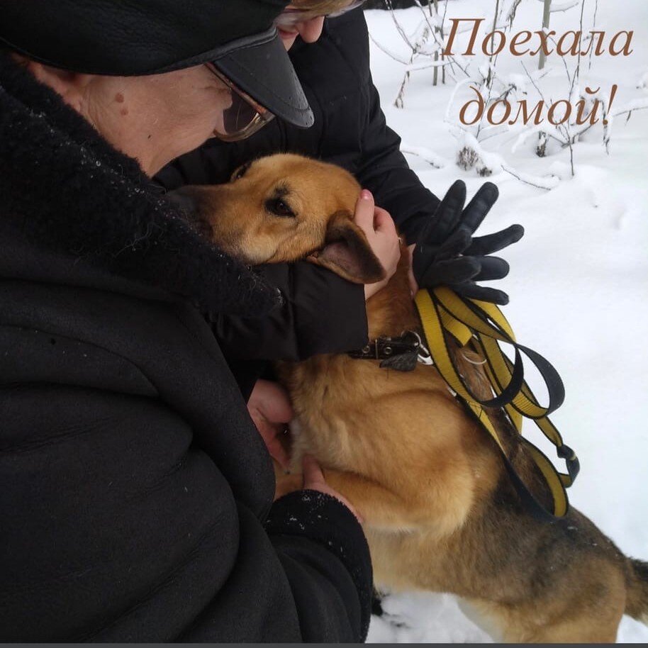 Три года назад у бездомной собаки со щенками пытались отобрать одеяло |  Приют ЗООДОМ | Дзен