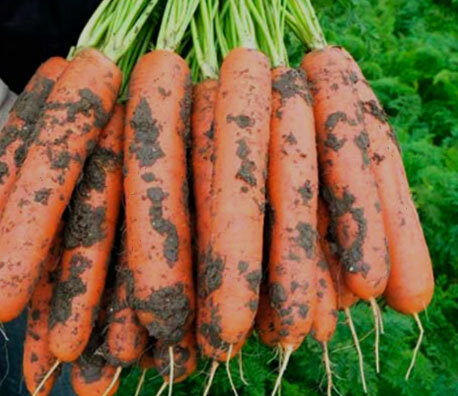 Сорт Мармеладка.