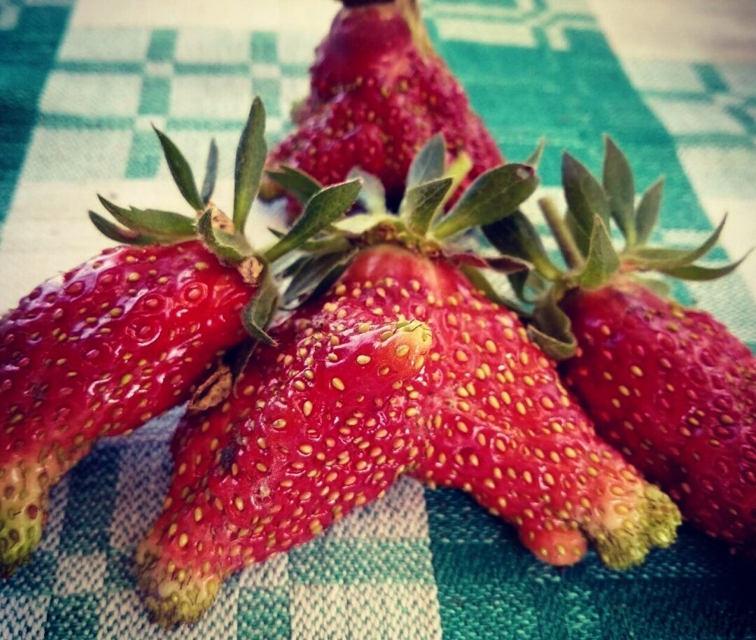 У Купчихи крупные косточки