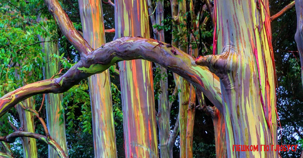 Разнообразные варианты внешнего вида дерева