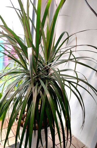 Драцена Маргината или окаймлённая