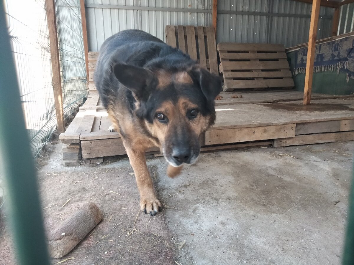 Пиратик, тоже крупная собачка