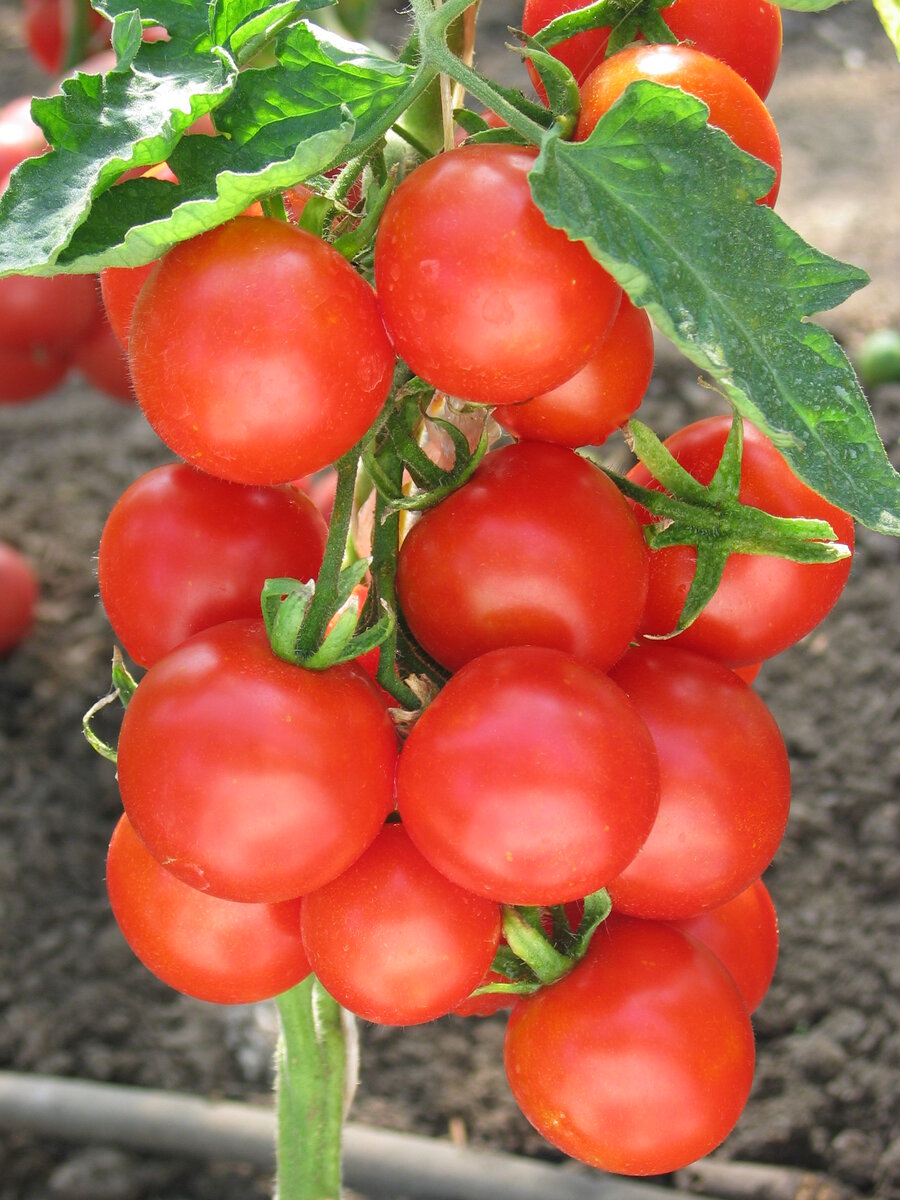 томат иришка f1 семко. томат иришка f1. томат иришка f1. томат иришка f1 семко. томат одат f1.