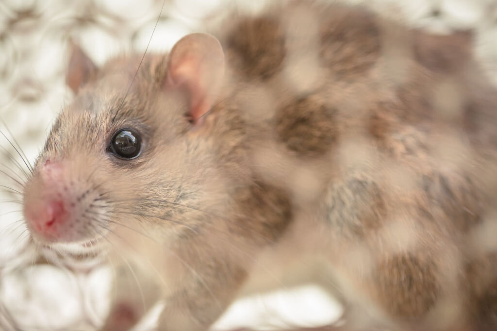 Уничтожение мышей