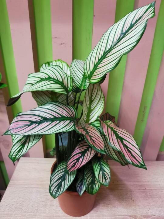 Калатея 💚