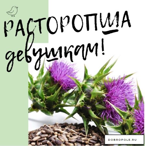 расторопша - уникальный продукт, она полезна не только для печени, спектр ее действия намного шире!