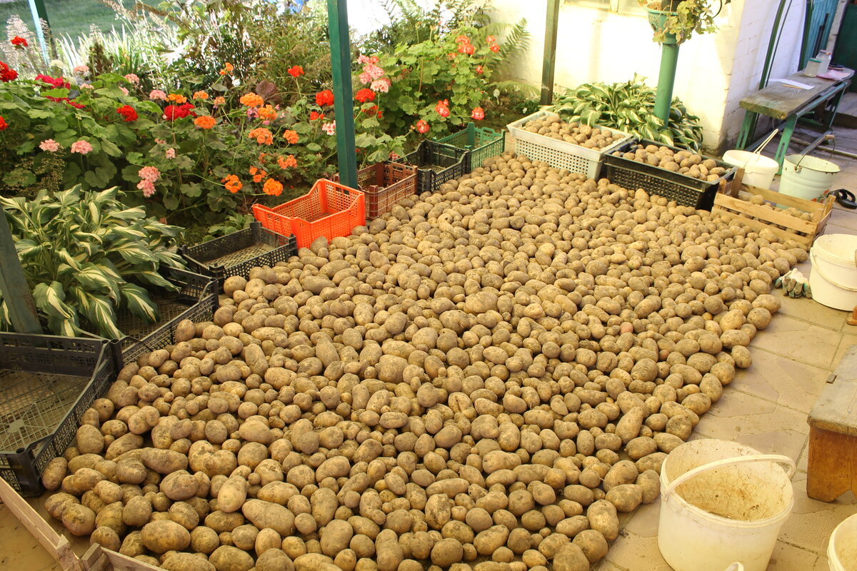 Куча картошки. Много картофеля. Картошка в огороде. Очень много картошки. Огромная куча картошки.
