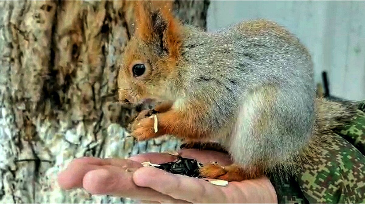 Белочка есть семечки с руки солдата