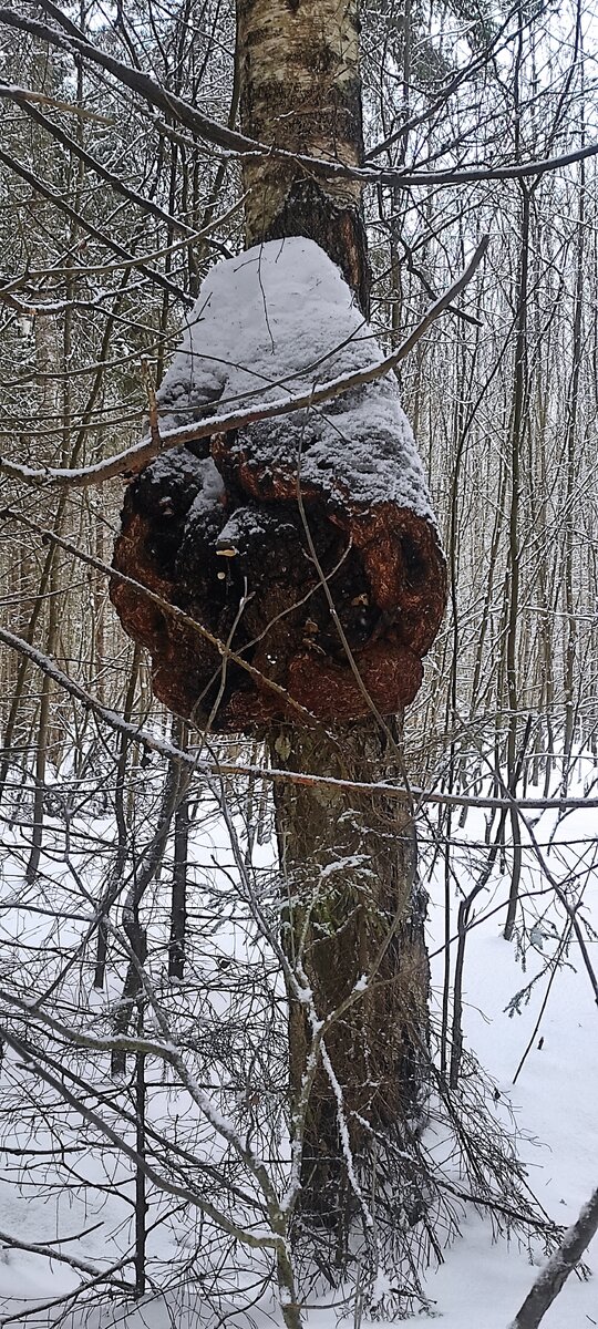 Размеры просто впечатляют. 