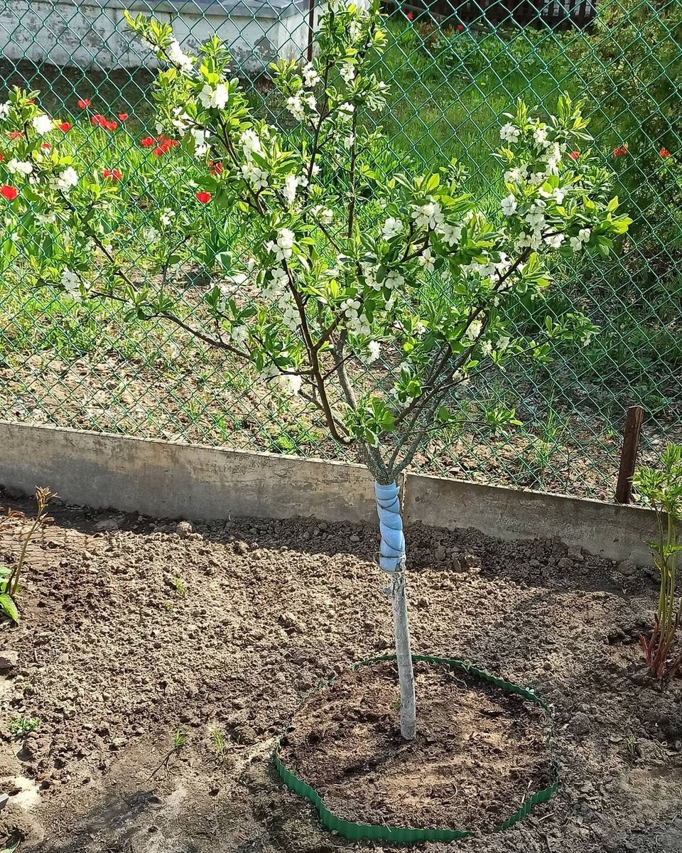 Мураши и тля ранней весной уже сидят на листочках (фото автора)