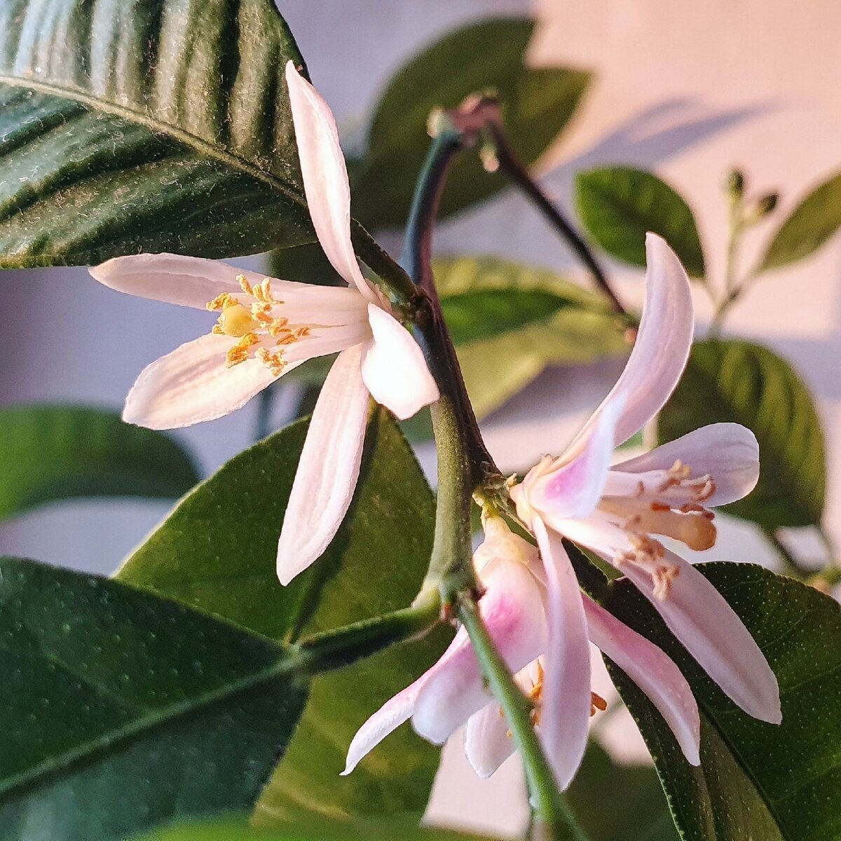 Фото  Лужецкой Натальи цветет первый раз ее каламондин 23 февраля 2021 года