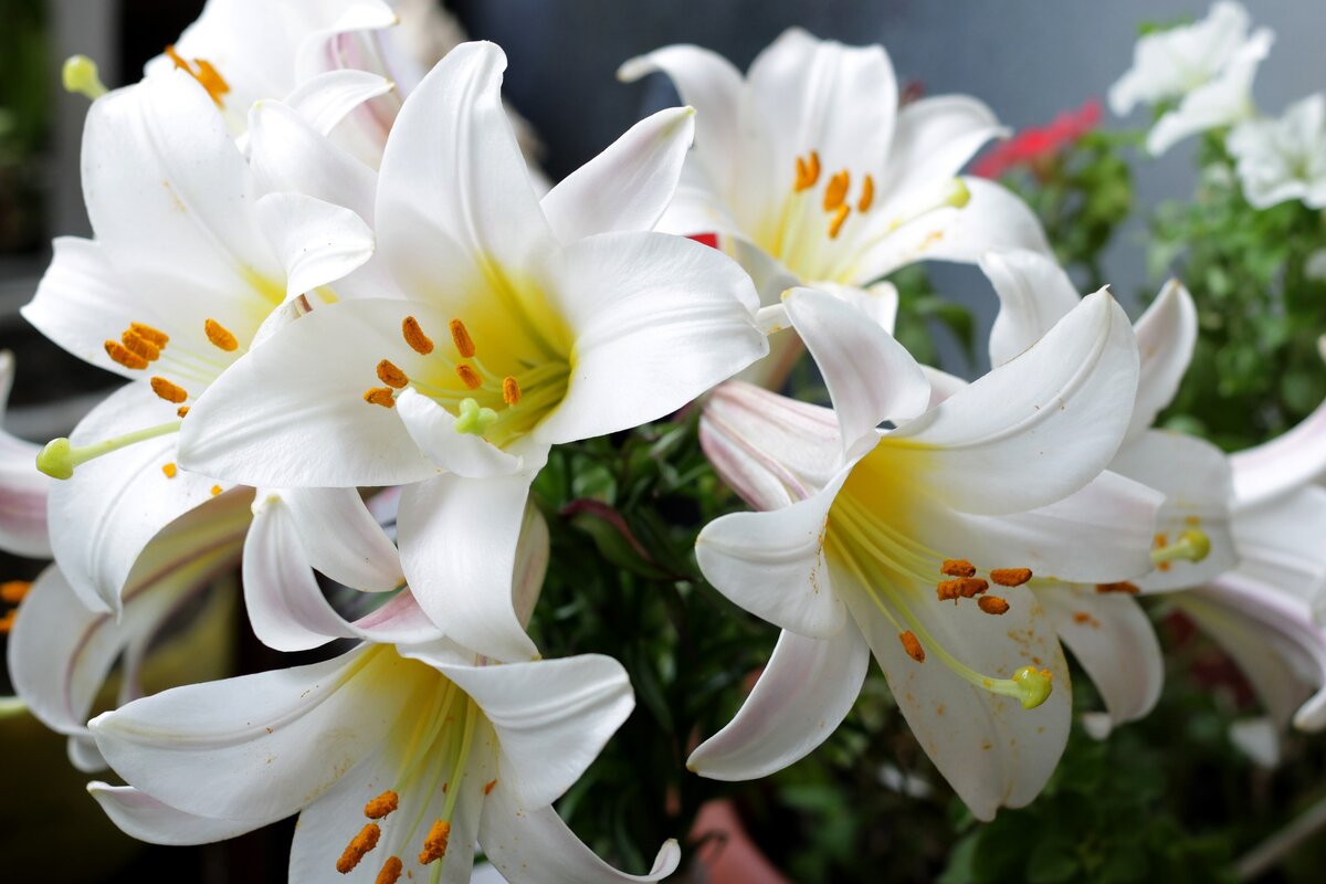 Изображение laminaria-vest с сайта Pixabay 