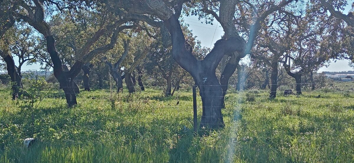 Фото автора. Куртиса.