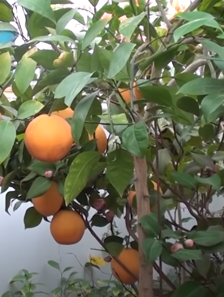 Апельсиновое дерево.