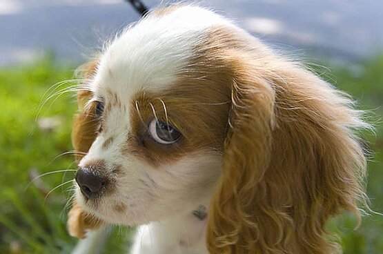 Кавалер Кинг Чарльз спаниель с крапом