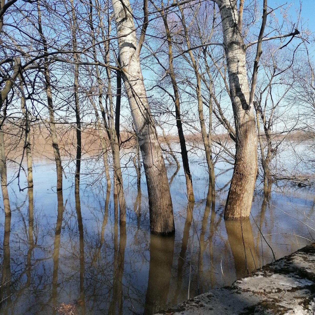 Лесопарк сегодня. Деревья по колено в воде.