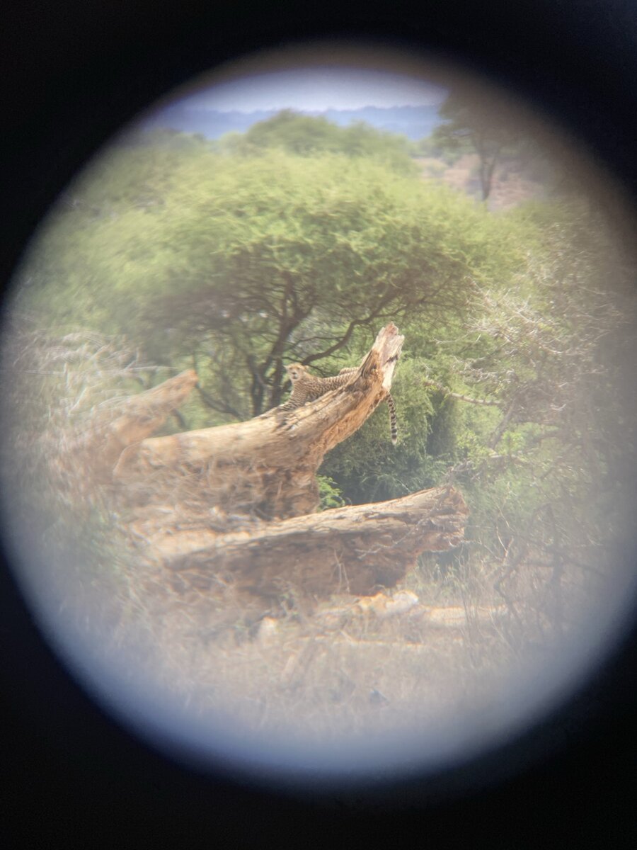 Вот так издалека мы наблюдали за ягуаром в свой 12-кратно увеличивающий бинокль
