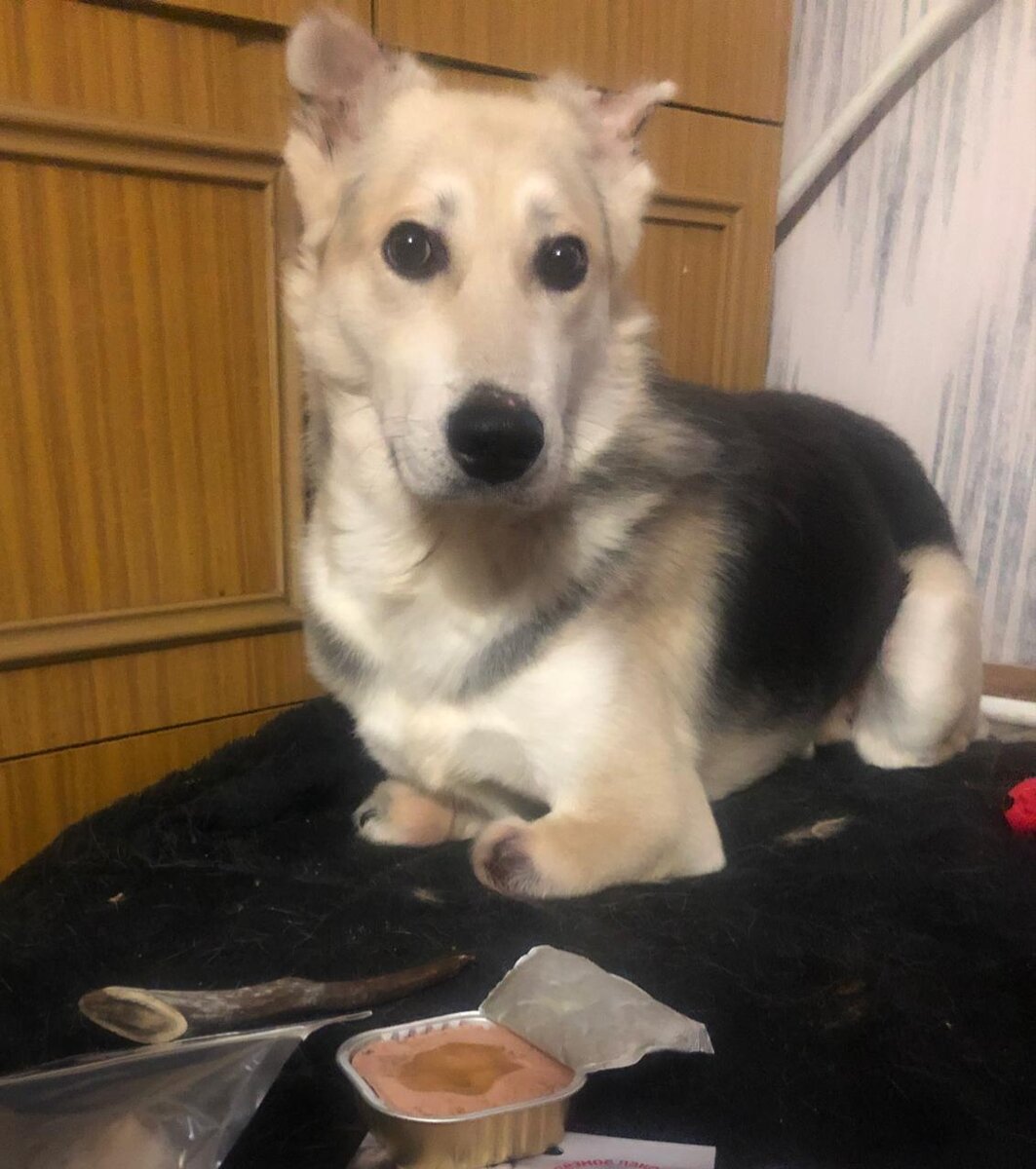 #sib_alabai_лука 