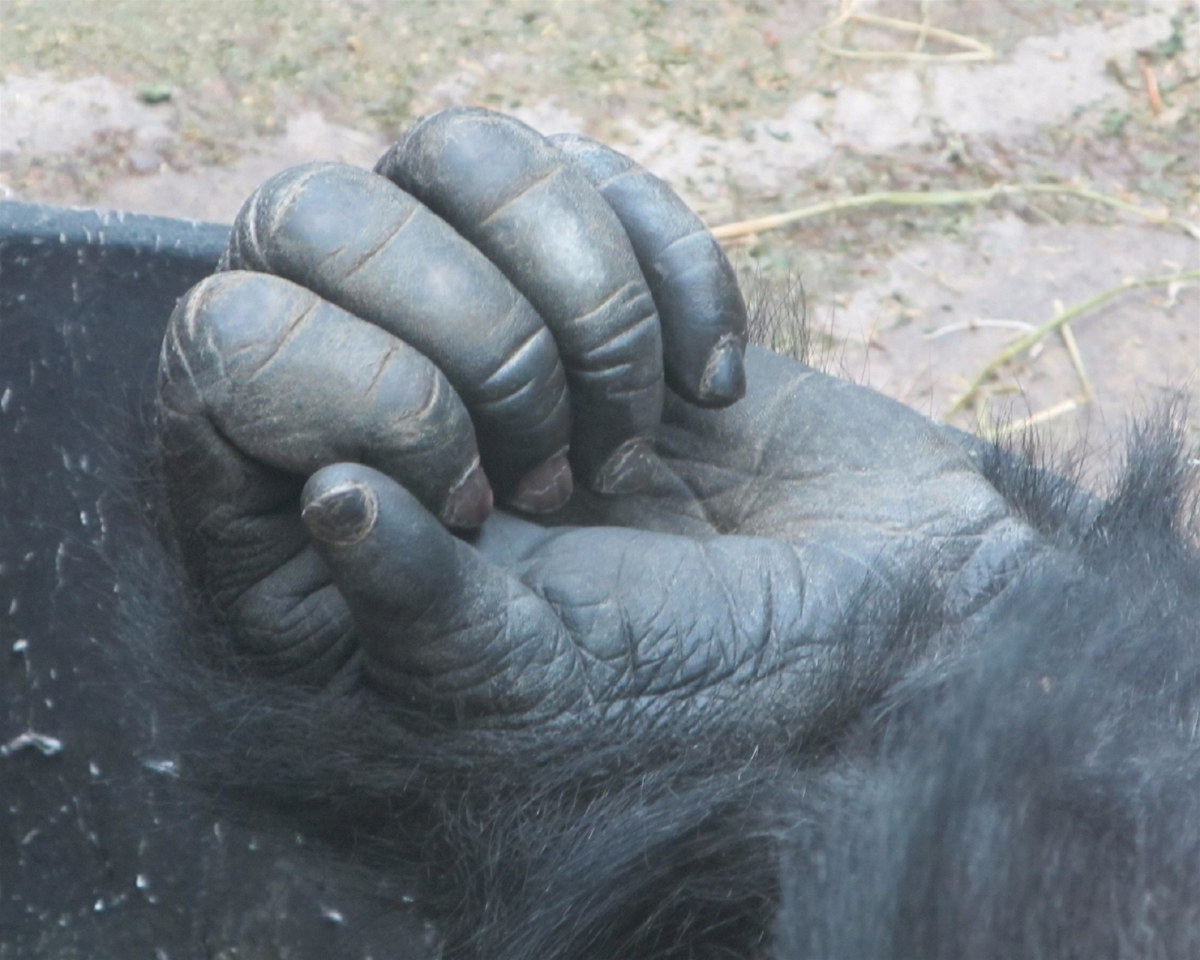 Шимпанзе конечности. Рука обезьяны. Ногти обезьяны. Рука шимпанзе.