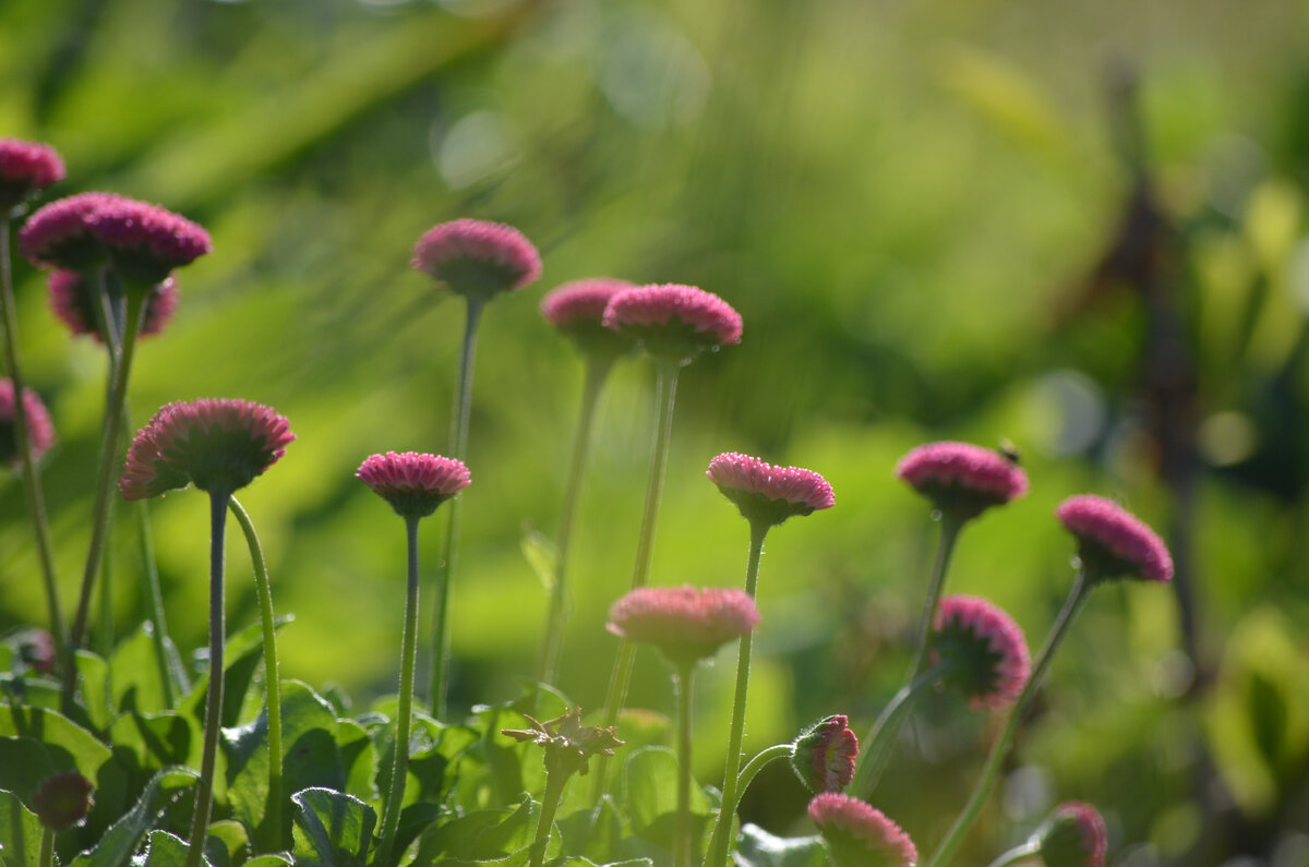 Сеянцы маргаритки. Фото автора