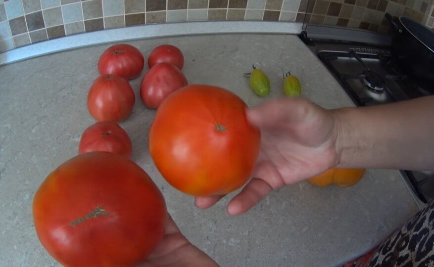 Как отличить помидоры. Томат мальчик. Девочка с помидорами. Томат девочка. Мужские и женские помидоры.