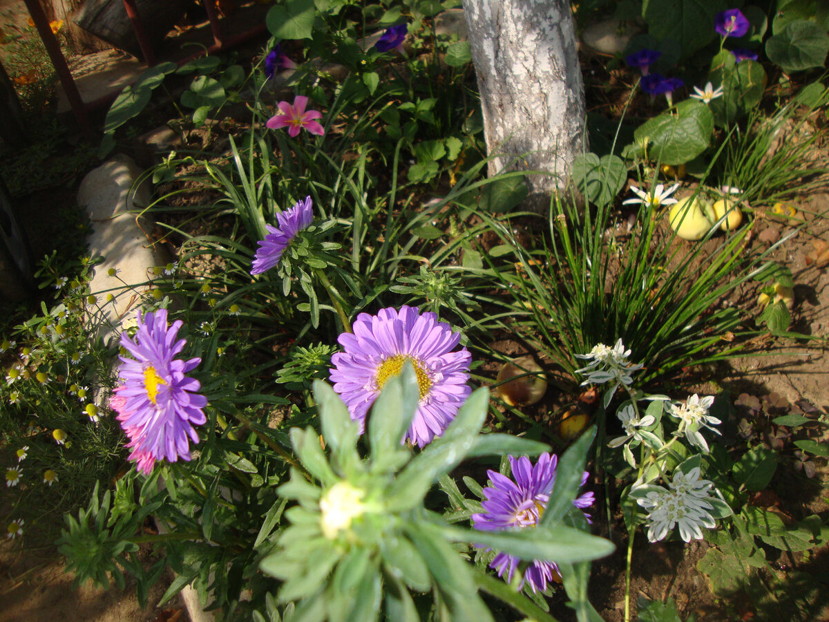 Сами себя сею 