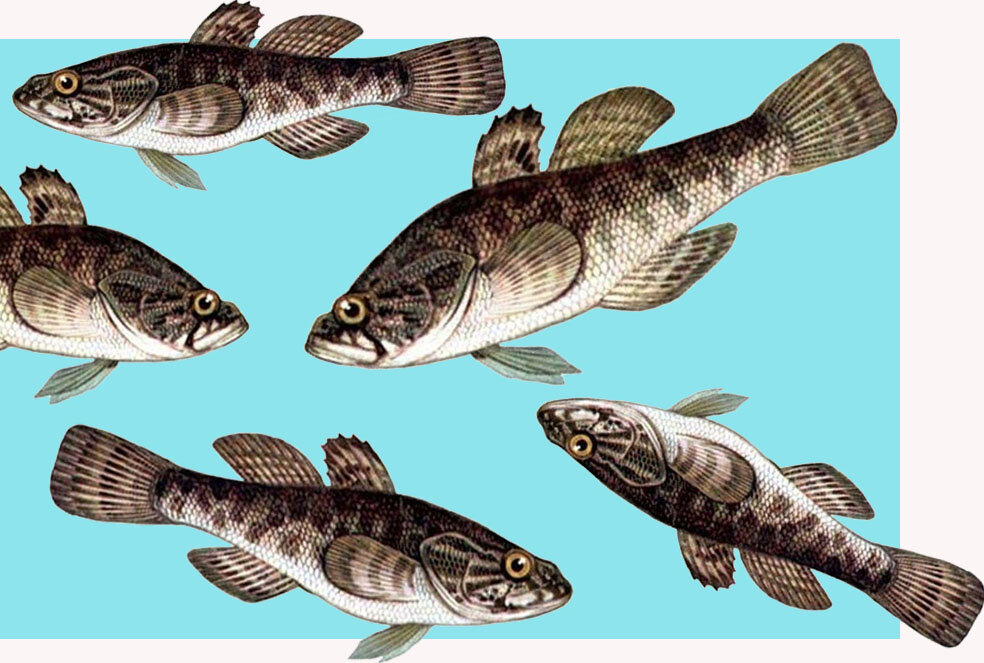 perccottus glenii - ротан-головешка 