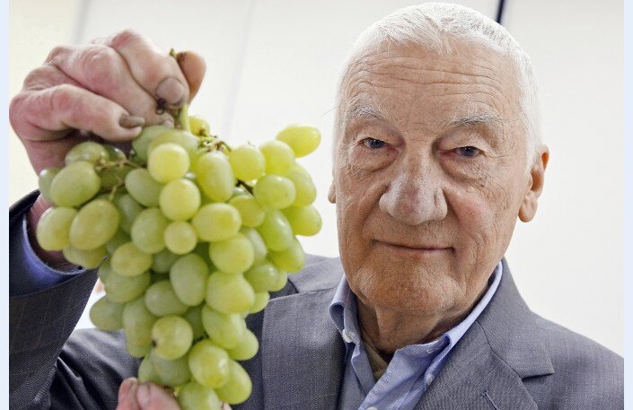 Виноград из северной Латвии