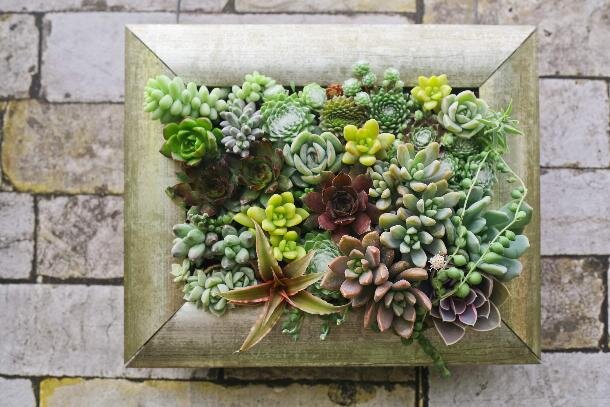 Картина из суккулентов. Ссылка на фото https://goo.su/8bDb.