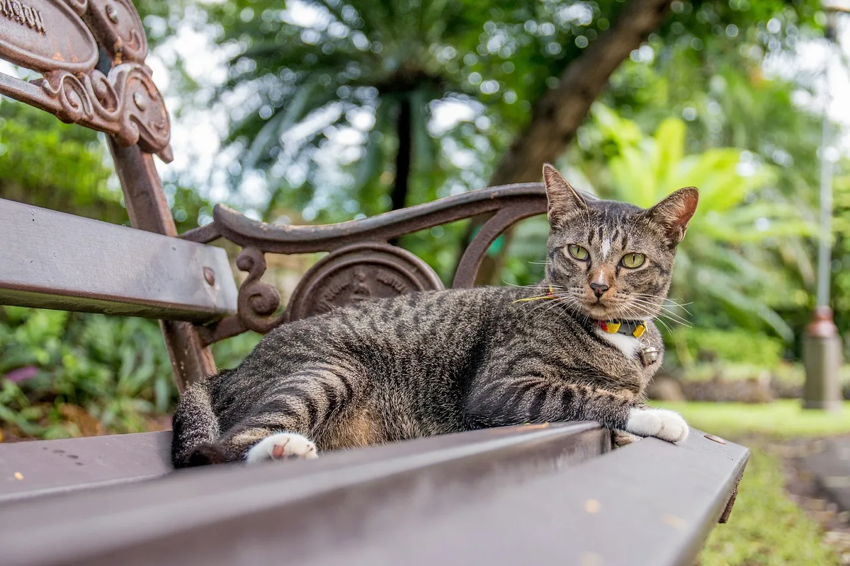 🐱Нужно ли домашней кошке гулять на улице | Нос, хвост, лапы | Дзен