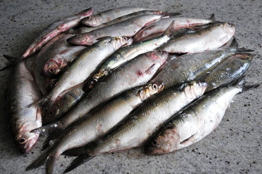 Рыбалка на реке Дон: виды рыбы, сезон, снасти, советы