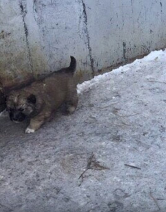 Этот скрин сделала себе жена, чтобы забрать именно этого щенка 