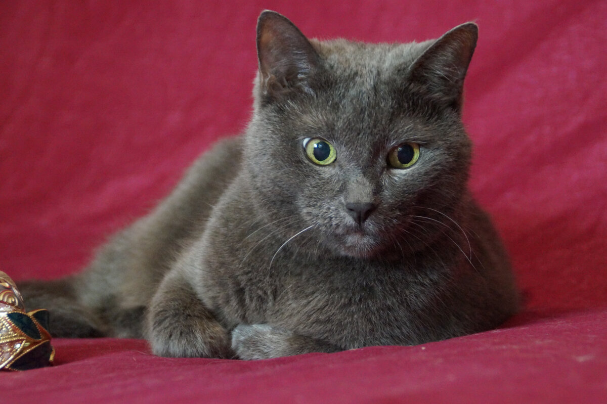 У Синтии иногда на лице выражение абсолютной безнадёжности