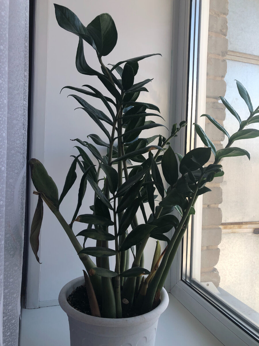 Замиокулькас - одно из популярных растений не только увлечённых цветоводов, но и любителей