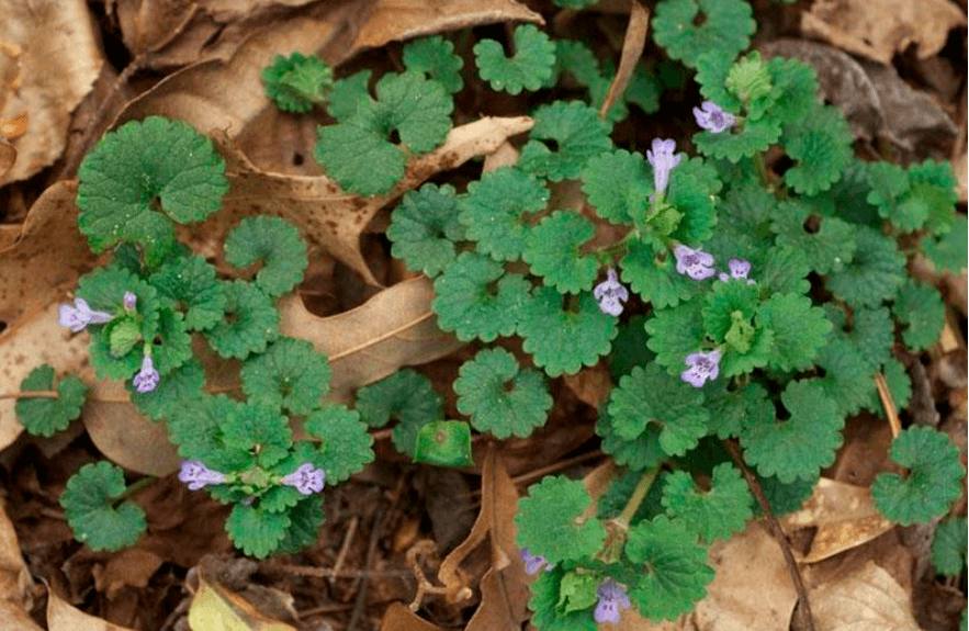 Будра плющевидная (Glechoma hederacea)