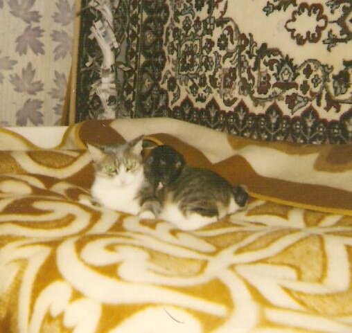 Миша и бесхвостая кошка Маша. фото из личного архива автора