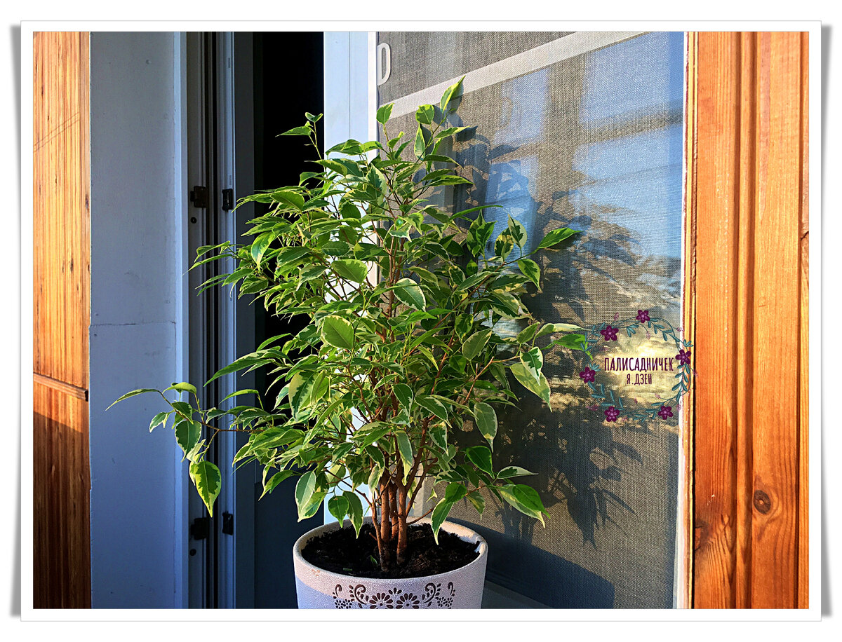 Но знаете что... Скоро весна! И даже если вы вообще ничего делать не станете, листопад неизбежно и, будто бы, сам собой прекратится. И в любом случае всё с нашими фикусами будет хорошо. 