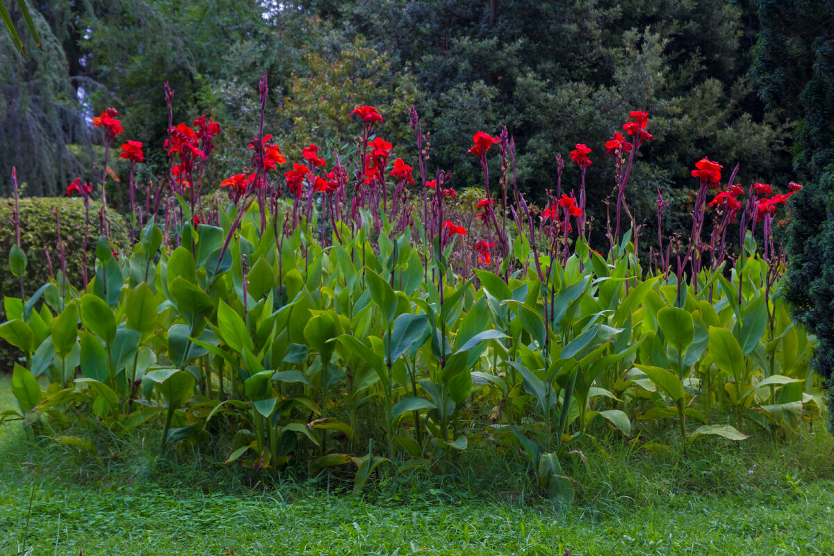 Канна садовая 