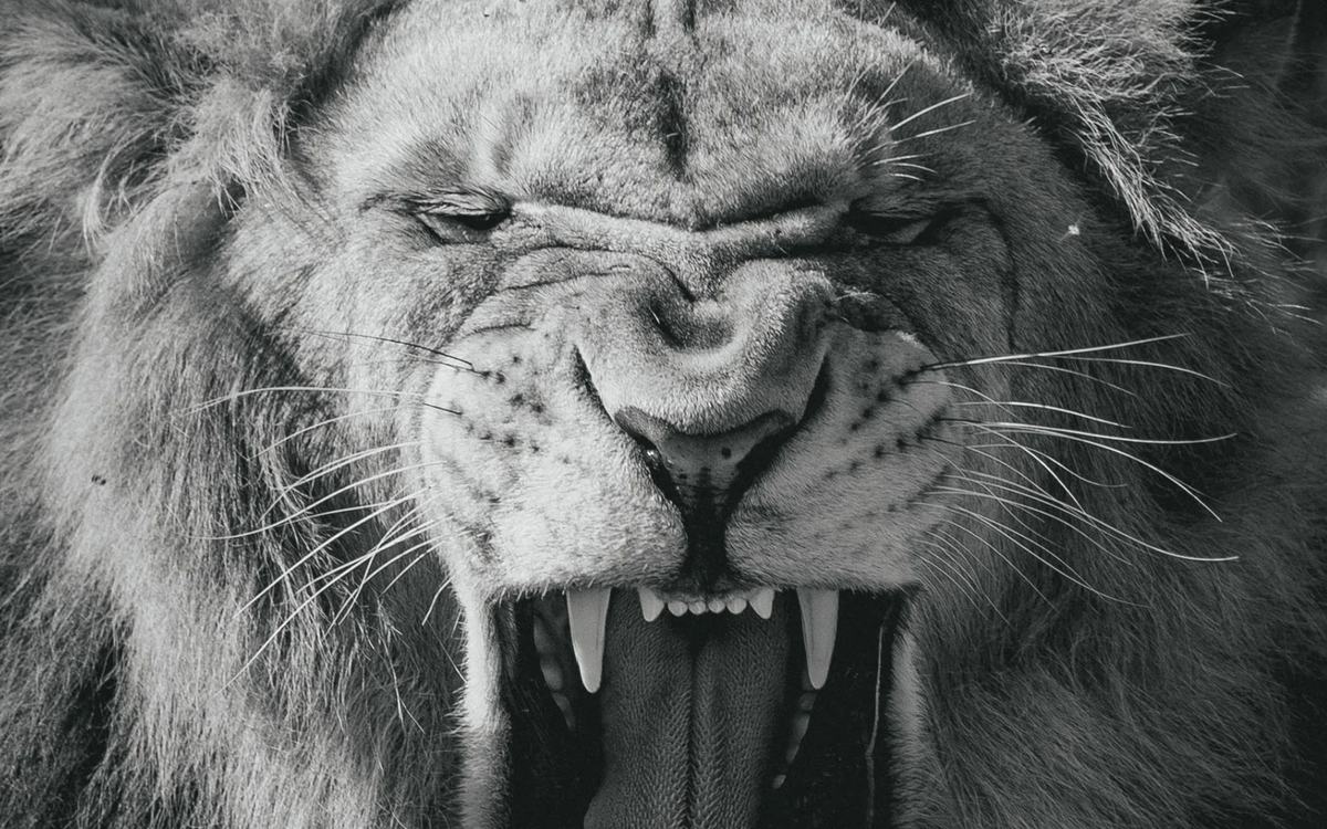 Питомец семьи Берберовых