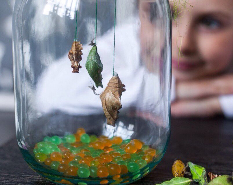 Ферма бабочек или бабочкарий - искусственная среда для бабочек и игрушка для детей.