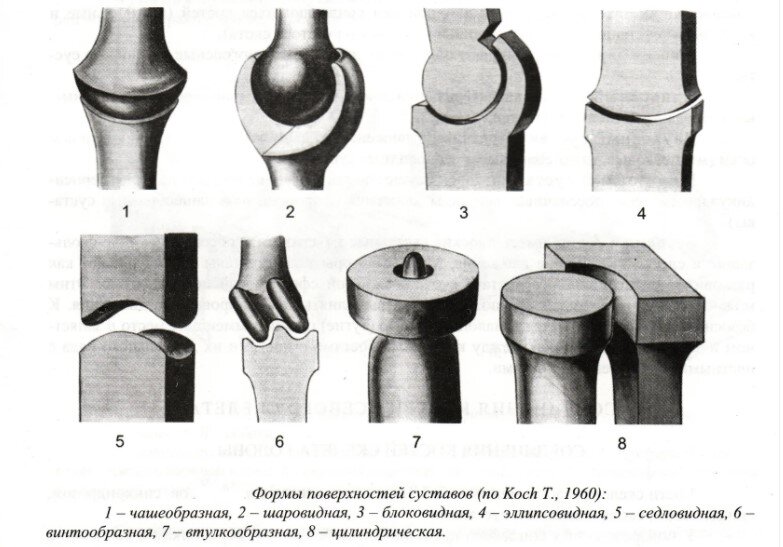 Какие функции выполняет сустав? Виды суставов. 