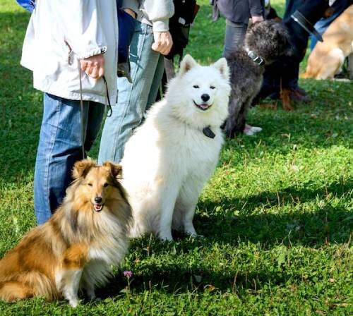 Виды классов щенков: отличия и особенности