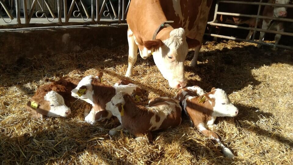 Словно во сне. 