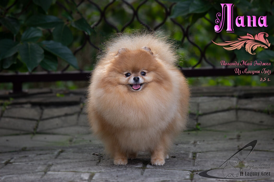 Мама Лана. (Иоланда Май Энджел Из Лагуны Грёз)