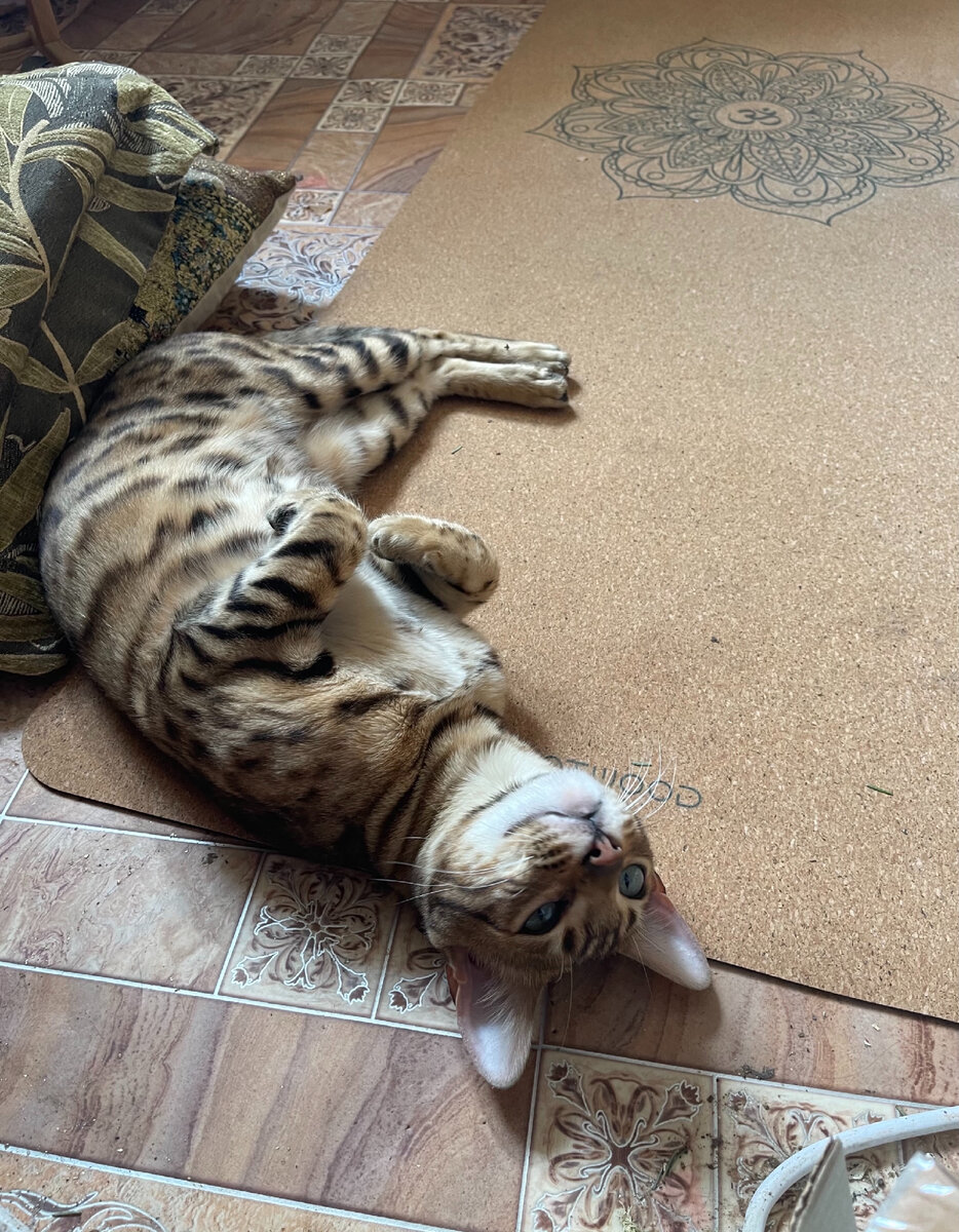 Дочкин котик Лео «Я тоже, я тоже в стае! Смотрите, как гениально я делаю йогу! Мрррр?»