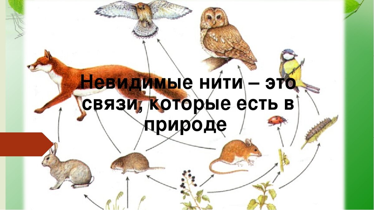 Невидимые нити растения и животные примеры Невидимые нити схема 2 класс