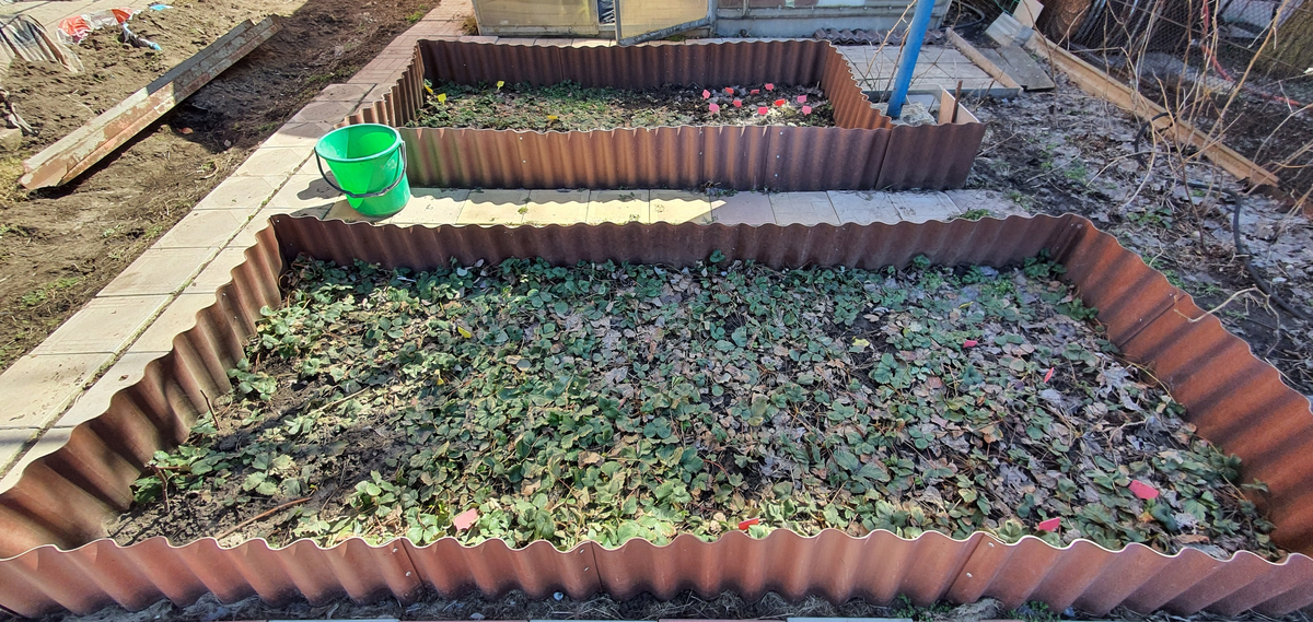 Вот в таком "корыте" прибывала и страдала клубника 3 года и 3 года без урожая.