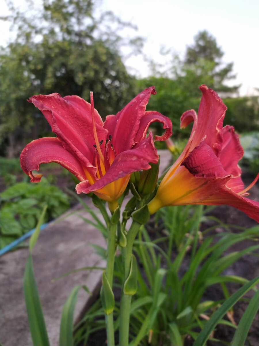 Их тоже с нами поделилась моя соседка по даче. Вообще, это отдельная тема, взаимоотношения с соседями. Если ты делаешь людям добро, они тебе ответят тем же. Мне, например, часто соседи помогают с растюшками и советами по уходу за садом. А я в ответ часто подвожу их до дома, так как люди пожилые. Вот так и живем - дружно и весело.